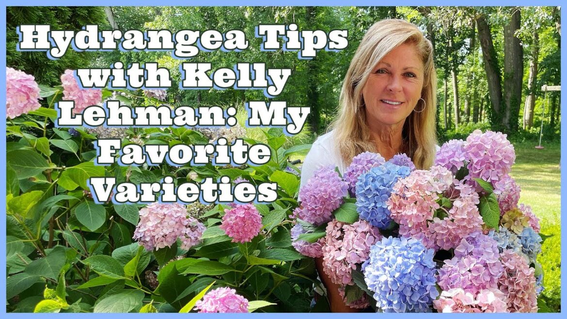 Hydrangea Tips with Kelly Lehman | My Favorite Varieties Hydrangea Tips with Kelly Lehman | My Favorite Varieties