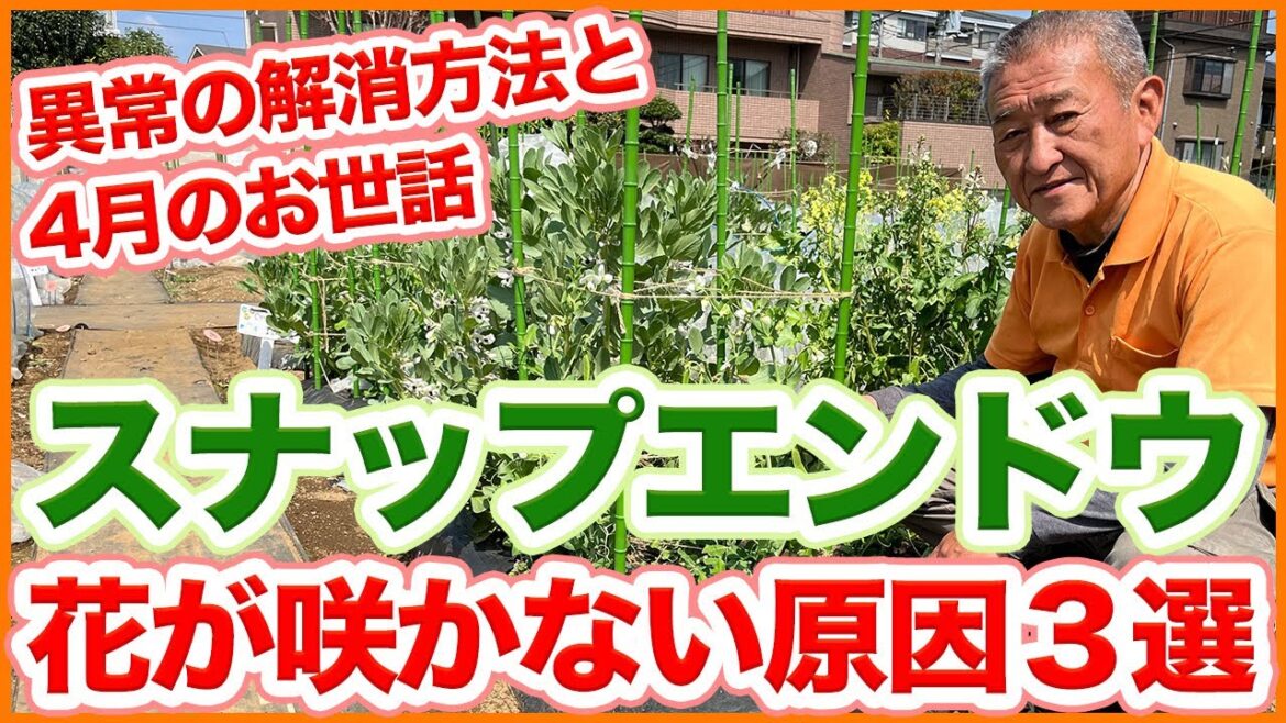家庭菜園や農園のスナップエンドウ栽培で花が咲かない原因3選!異常が発生した際の解消法と4月のスナップエンドウの育て方を徹底解説!【農園ライフ】 家庭菜園や農園のスナップエンドウ栽培で花が咲かない原因3選!異常が発生した際の解消法と4月のスナップエンドウの育て方を徹底解説!【農園ライフ】