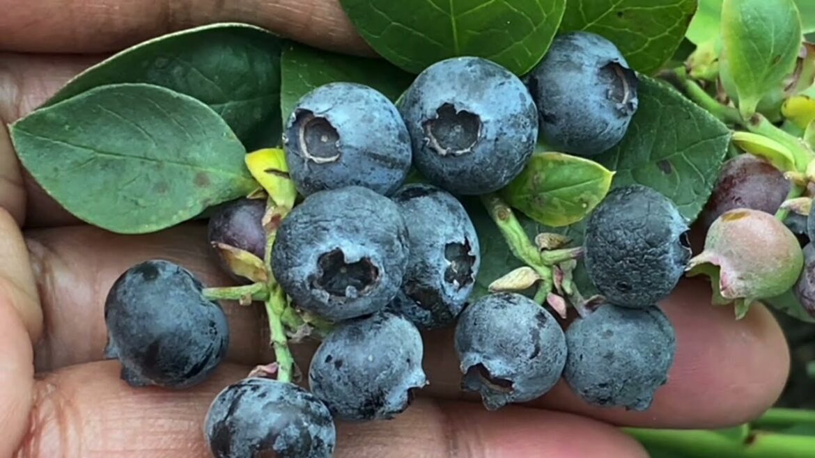 Barefoot Gardening | Your life Journey has power