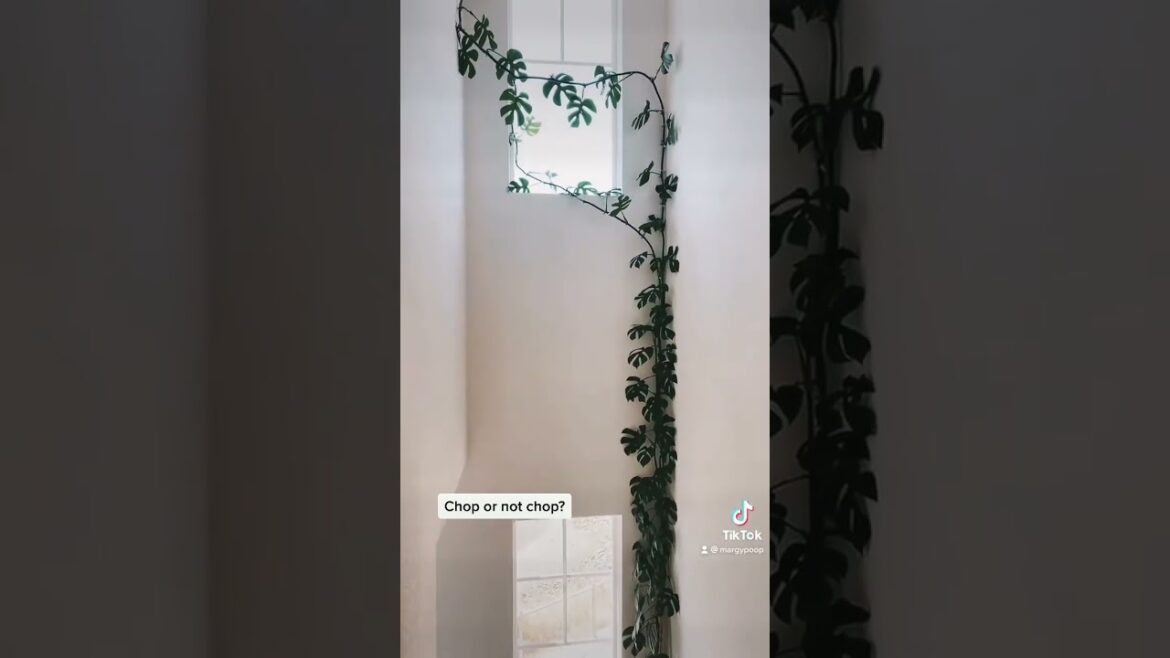 Gardening • Balcony garden • Terrace Garden • Indoor Gardening • Outdoor Gardening • Tips  #Shorts