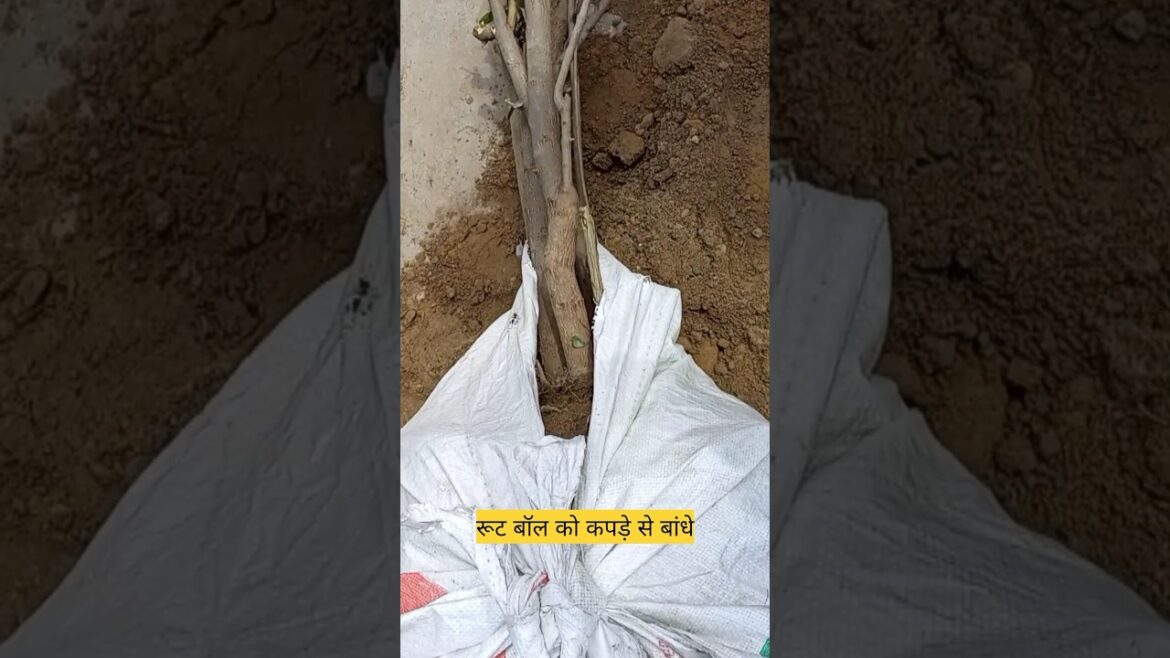 Plant shifting #shorts #short #gardening #youtubeshorts