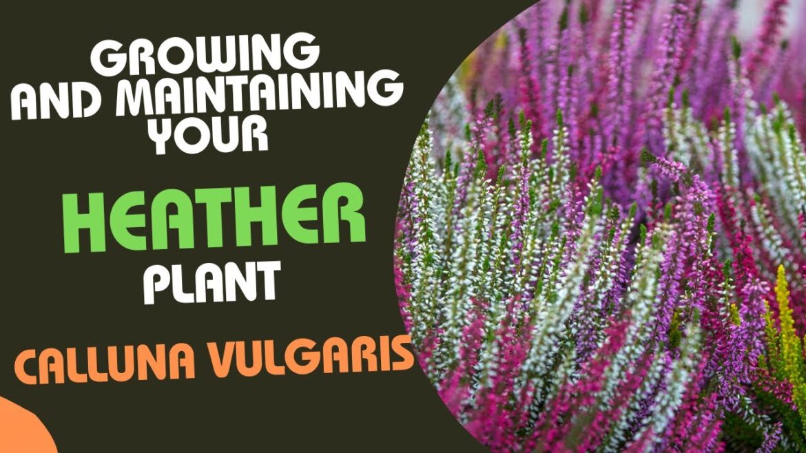Calluna Vulgaris: Tips for Growing and Maintaining Your Heather Plant Calluna Vulgaris: Tips for Growing and Maintaining Your Heather Plant