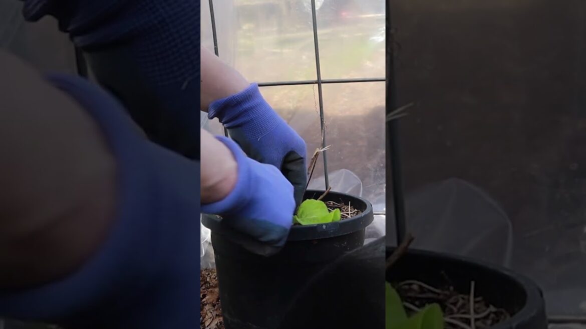 Transplanting Lettuce Seedling into a Container/Spring Gardening/Paperback Homestead