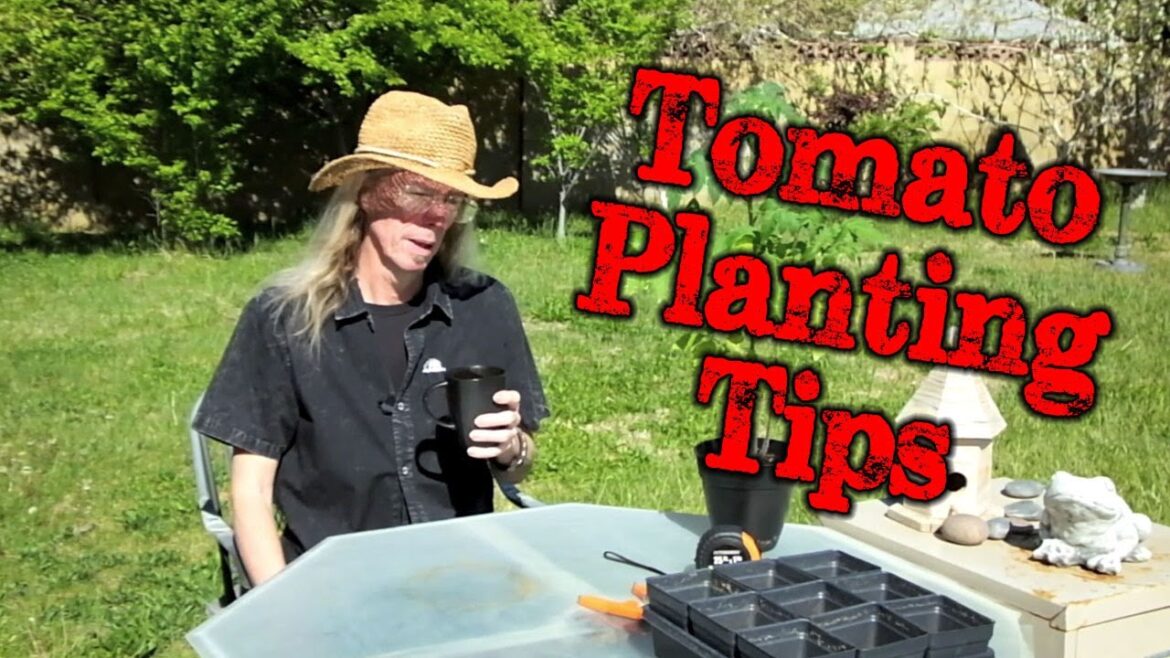 Tomato Planting Tips and Myths - Should you plant your tomatoes deep?