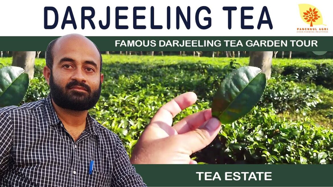 Famous Darjeeling Tea Garden Tour #teagarden #panchkulagri #indiantea #darjeelingtea #vlog