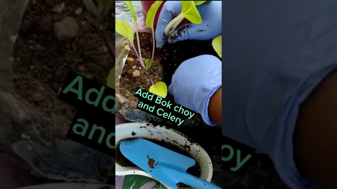 Herb Container| Diy Plastic Water Bottle|Useful Trash#satisfying #shortvideo #shorts