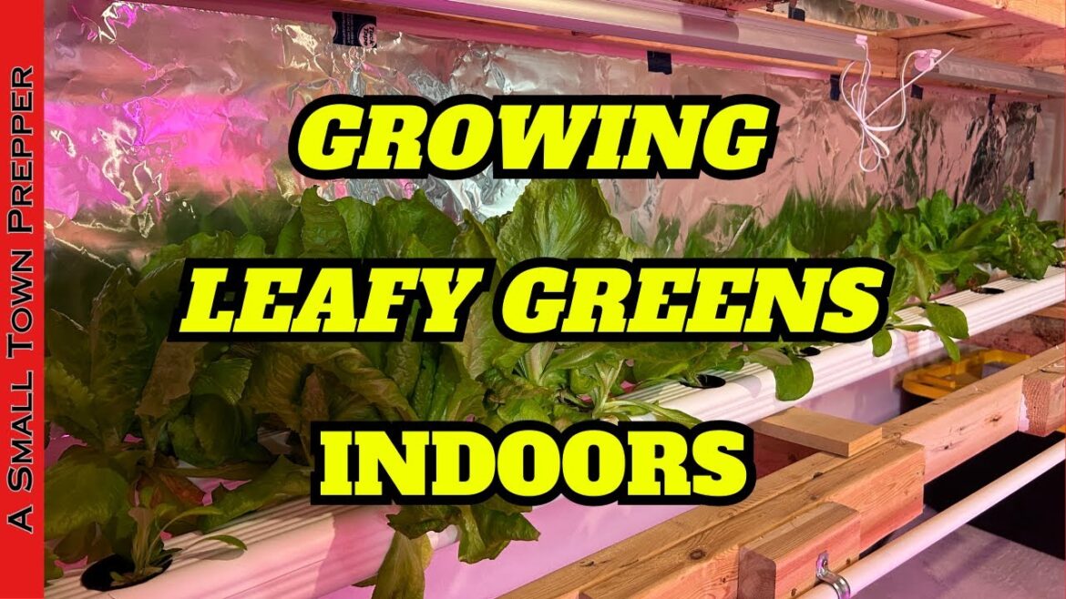 DIY Hydroponic Vegetable Gardening for Beginners: Simple Indoor NFT System For Leafy Greens & Herbs DIY Hydroponic Vegetable Gardening for Beginners: Simple Indoor NFT System For Leafy Greens & Herbs