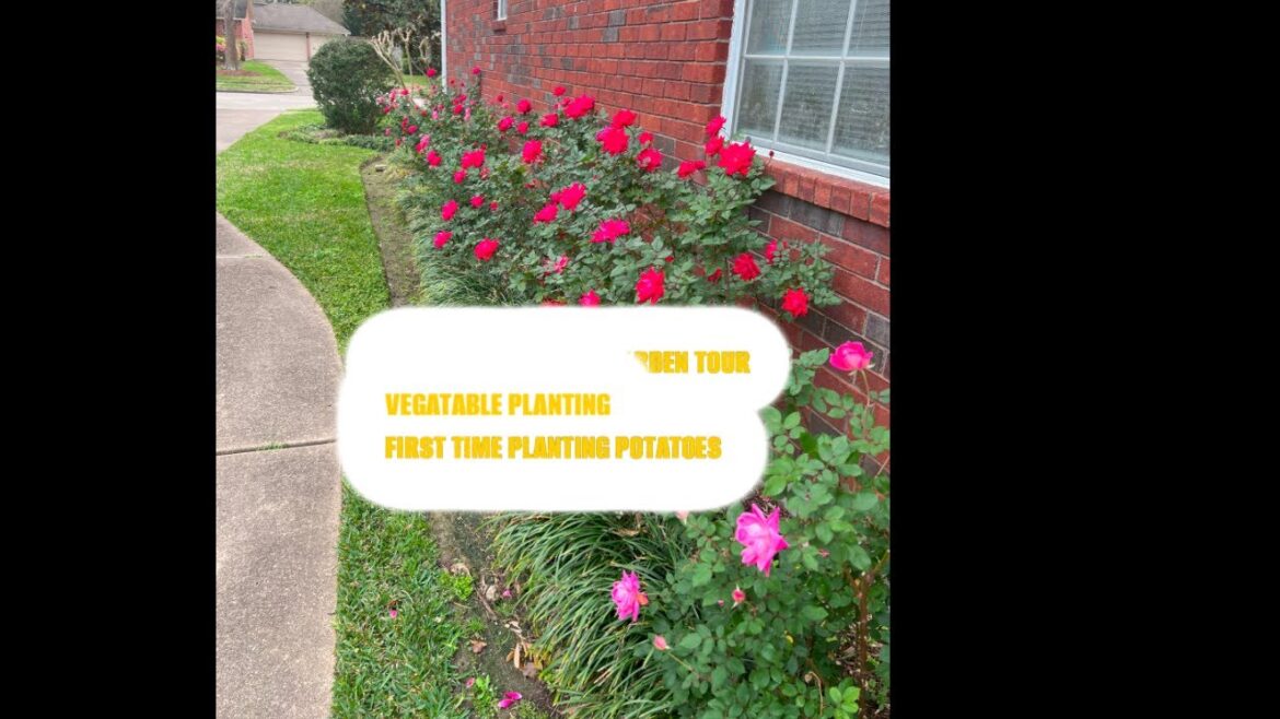 Urban Gardening/Early Spring Garden tour/Growing Vegetables/First time growing potatoes/flowers