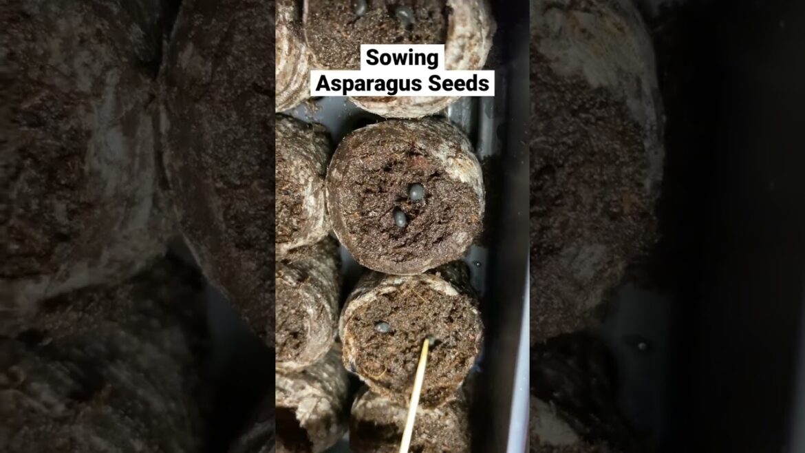 #sowingseeds #peatpellets #gardening #garden #gardeningtips #plant #gardentomatoes #seedlingtrays
