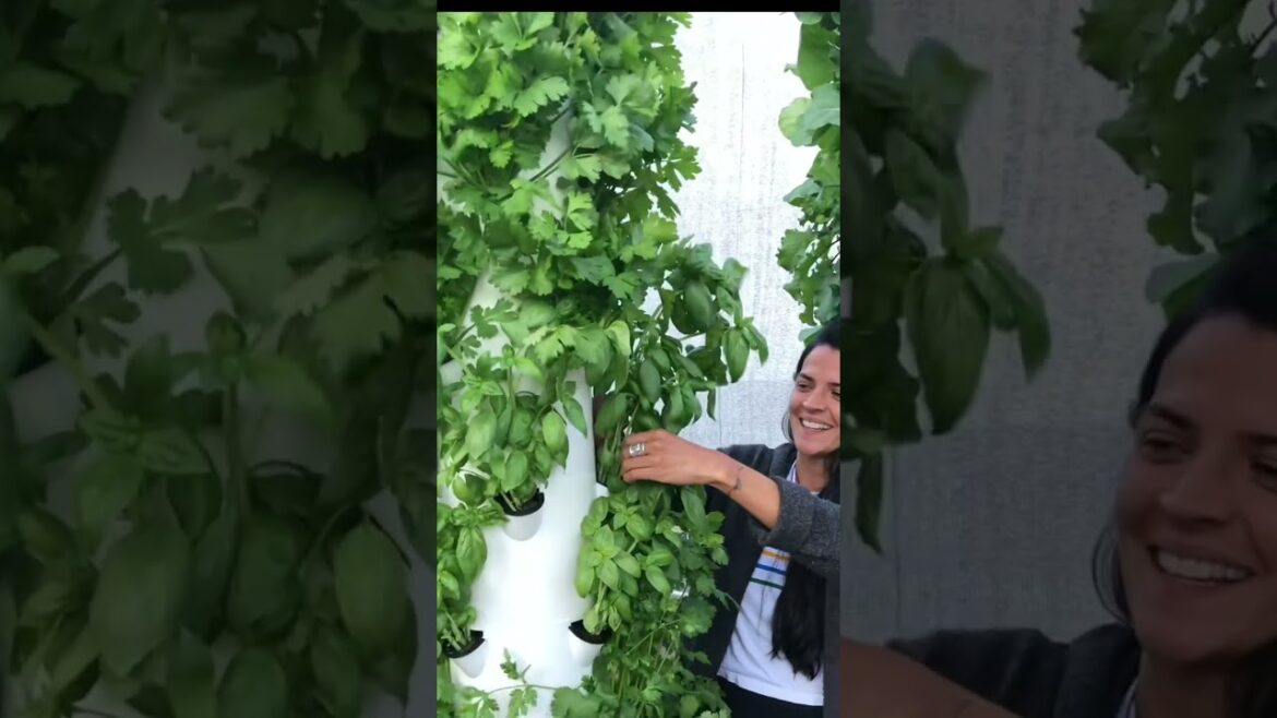 Basil grows prolifically on an aeroponic tower