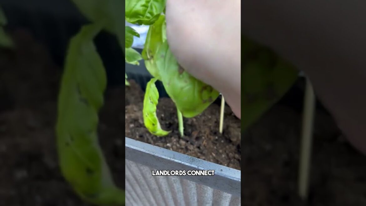 Tips and tricks growing a home herb garden.