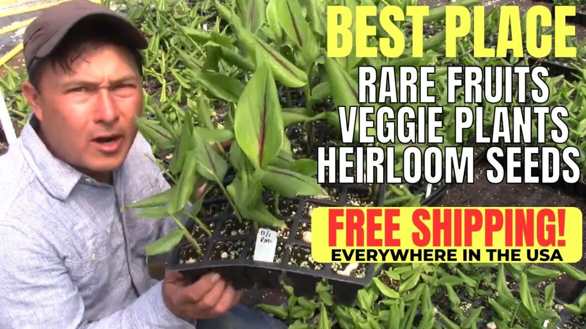 Best Online Source for Rare Fruits & Vegetable Plants & Heirloom Seeds Best Online Source for Rare Fruits & Vegetable Plants & Heirloom Seeds