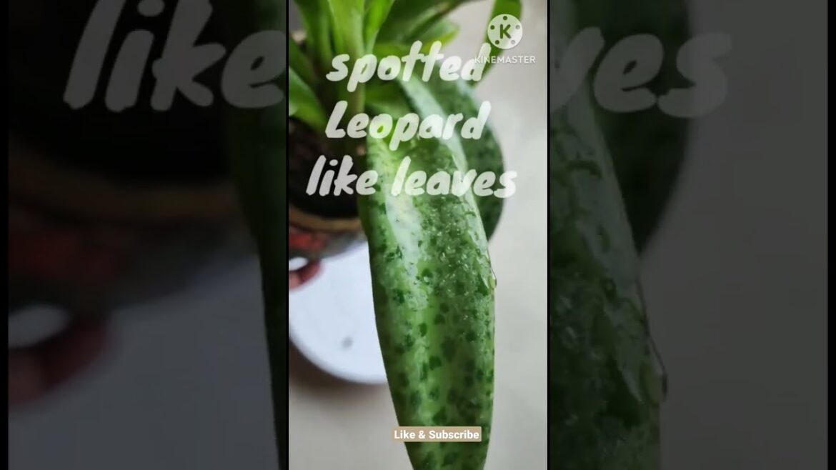 Drimiopsis maculata@Rooted Greens #shorts #grow #how to take care of plants # best indoor plants