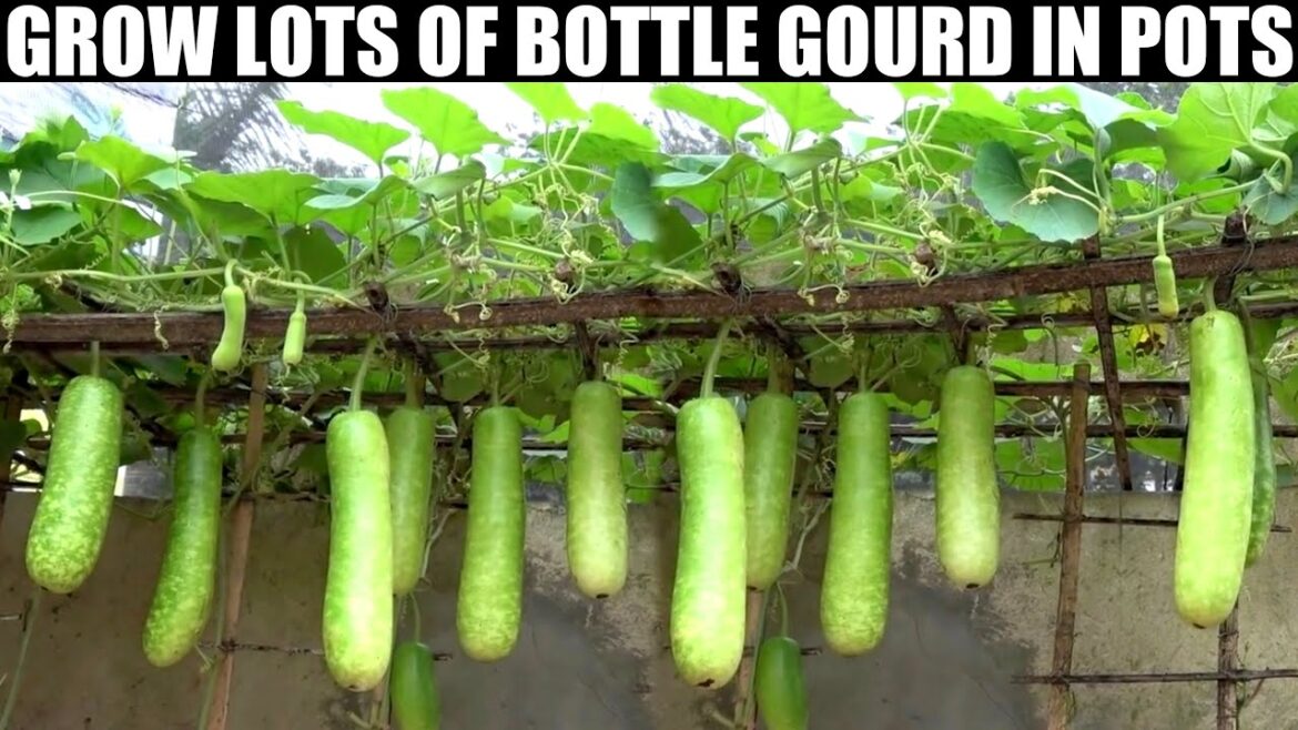 How to Grow Gourds at Home | FULL INFORMATION How to Grow Gourds at Home | FULL INFORMATION