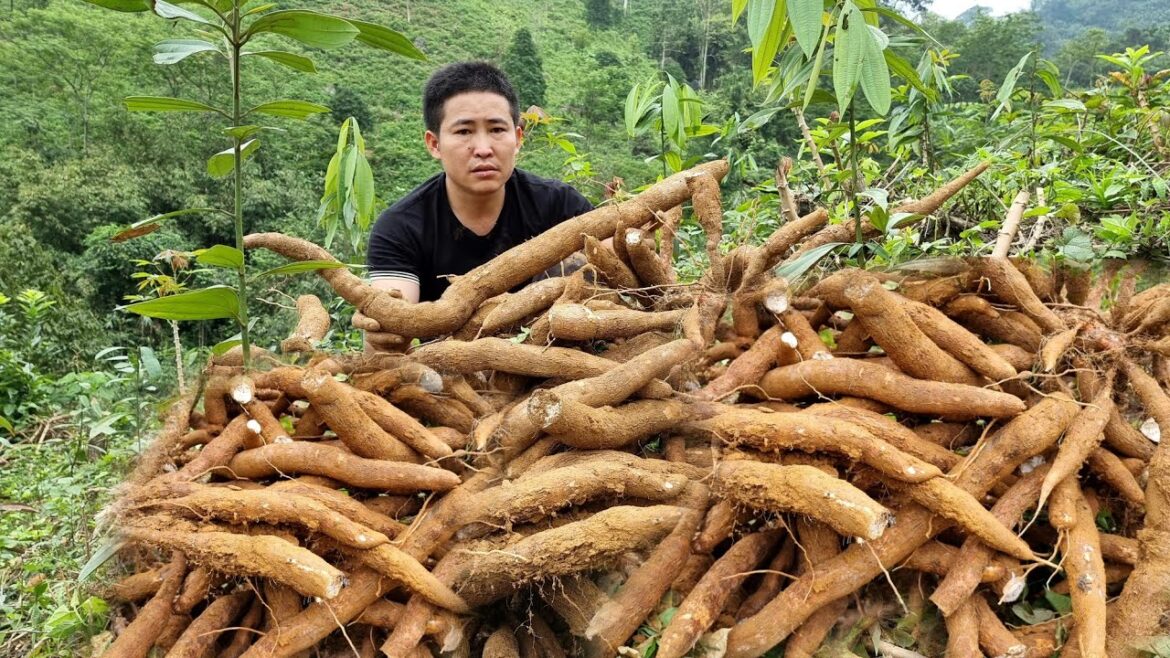 Harvesting Cassava Garden Goes to the market sell - Grow Ginger, Green Vegetables - Country Life Man