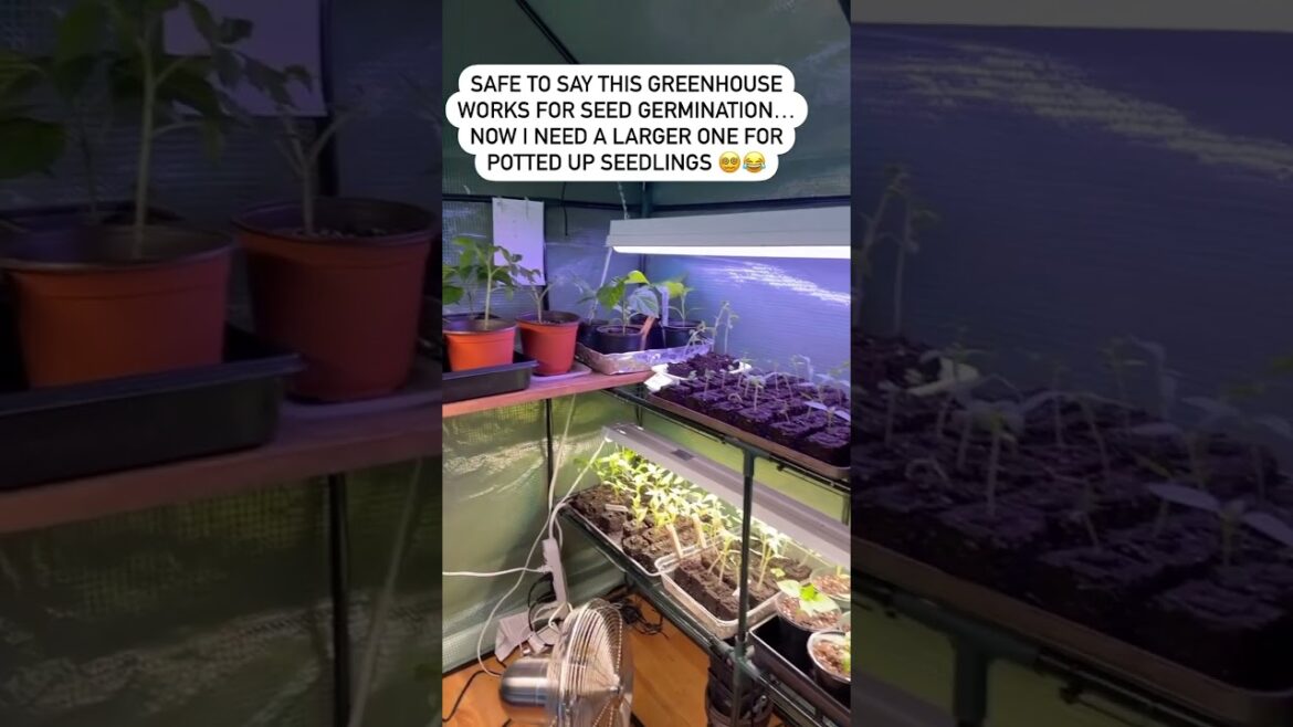 How is your greenhouse growing? #gardening #soilblocking #seedstarting #plant #growingvegetables