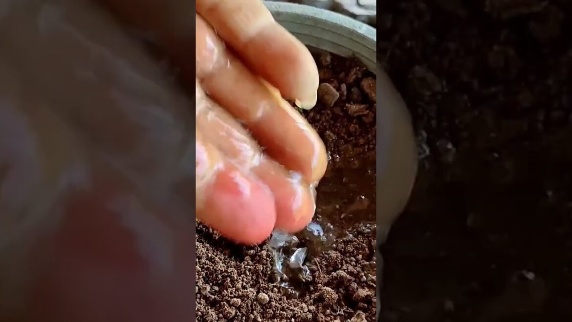 how to grow strawberries plans with seeds