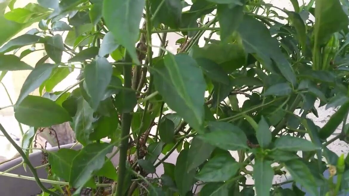 How to grow chillies at home Learn Gardening #gardening #vegetable #garden #chillies #peppers