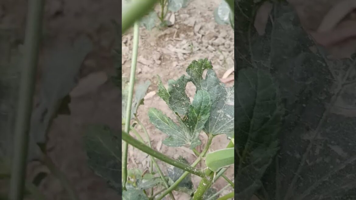 vegetable gardening🥦🥒😋#shorts #gardening