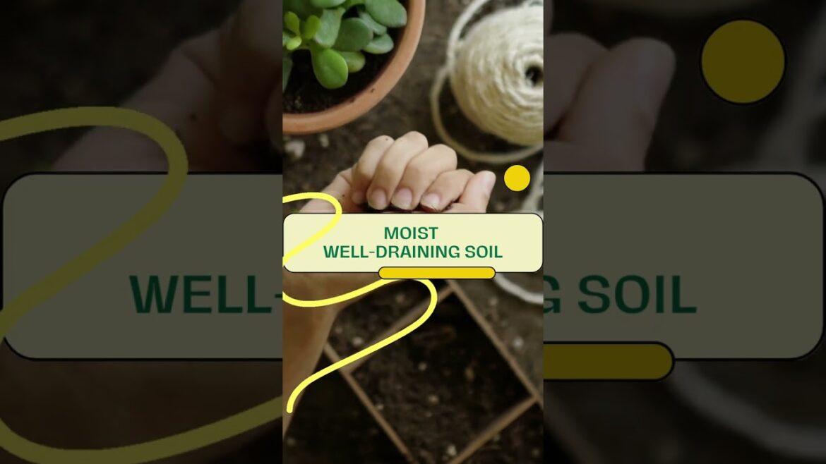 Lucky Bamboo Plant: Keep it Healthy