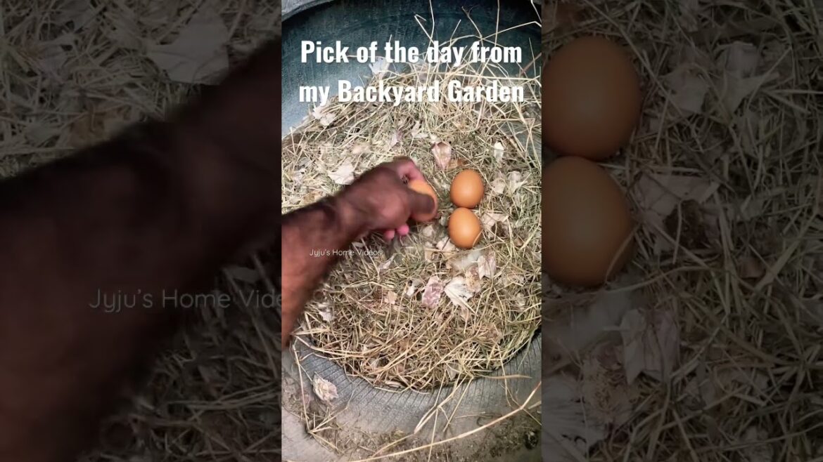 Pick of the day from my Backyard Garden #shortsvideo #shortvideo #shorts #youtubeshorts