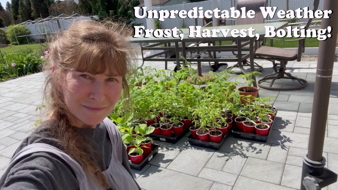 I Regret Planting This Too Soon I Regret Planting This Too Soon