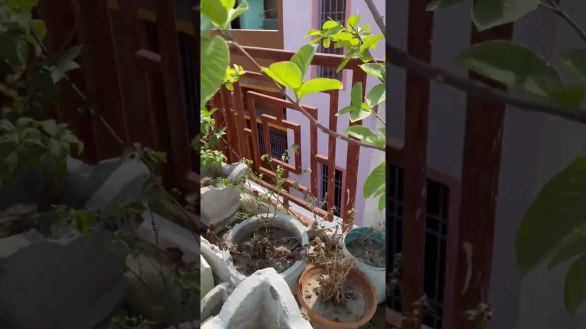 #guava Plant in container #shorts #gardening