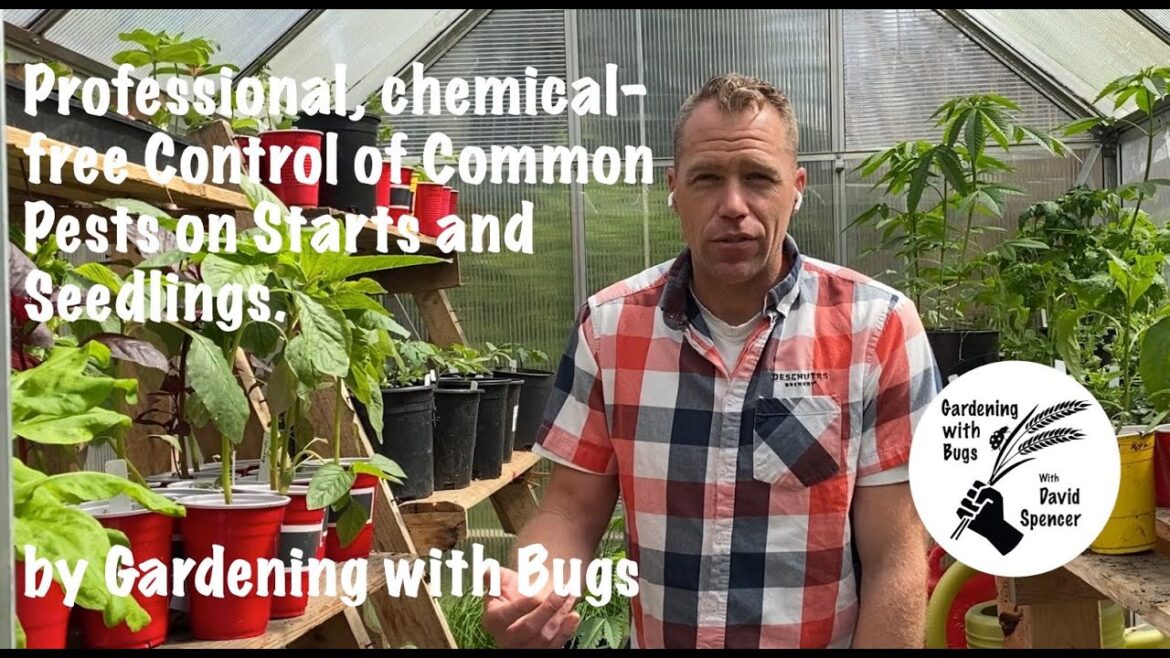 Professional, Chemical-free Control of Common Pests on Starts and Seedlings Professional, Chemical-free Control of Common Pests on Starts and Seedlings