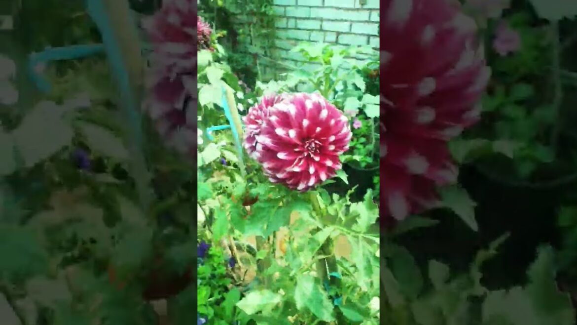 rooftop gardening ideas for home / rooftop garden update / rooftop gardening design #youtubeshorts