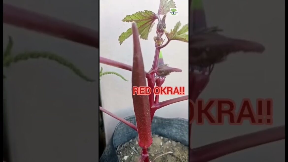 Growing Red Burgundy Okra | Seeds Harvest | Unique Vegetable | Lady Finger | Short | سرخ بھنڈی