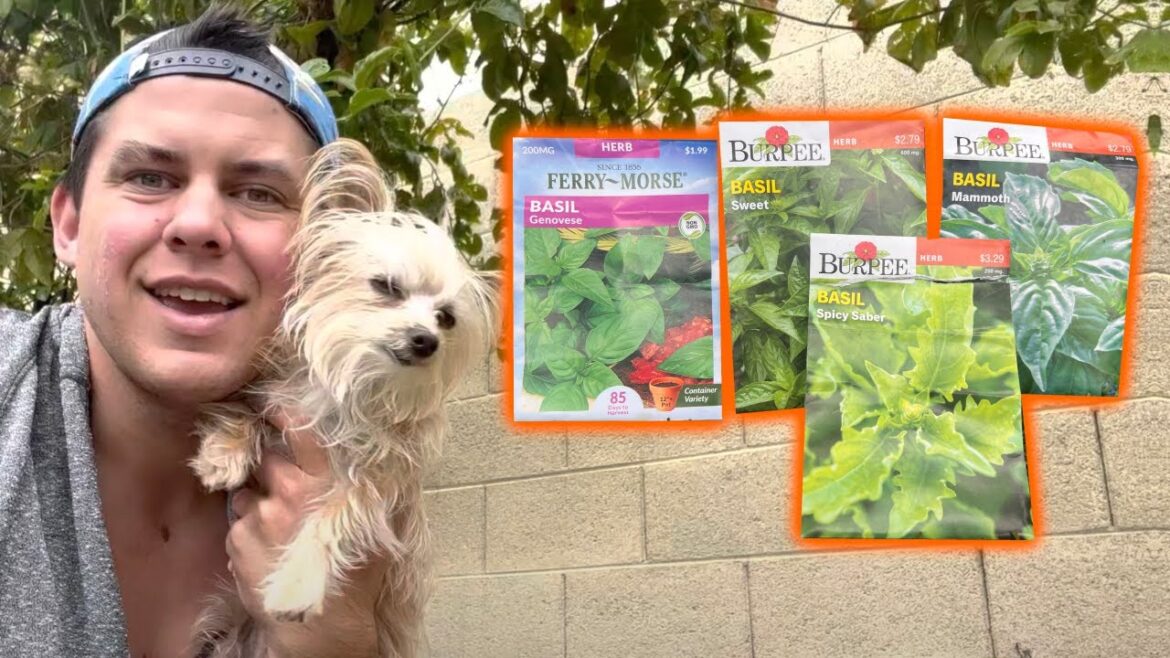 Planting Basil Seeds – The Cookin’ Camper Planting Basil Seeds - The Cookin’ Camper