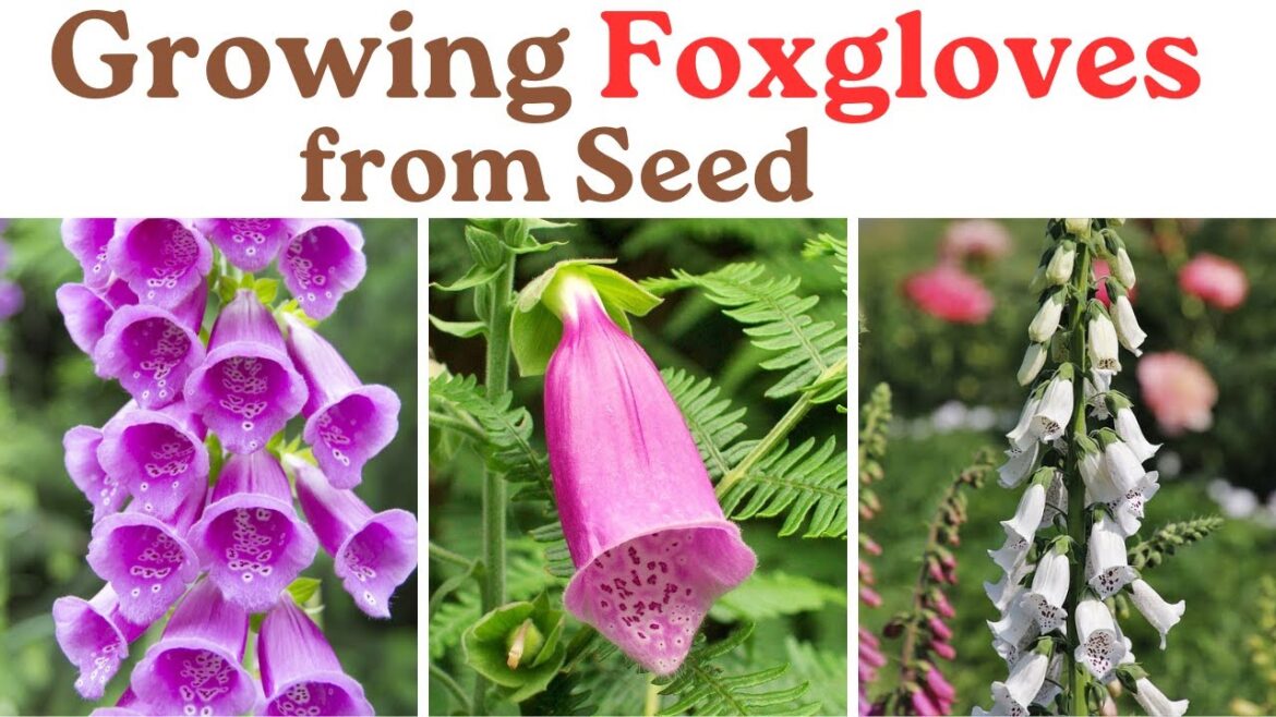 Growing Foxgloves from Seed | Tips and Tricks for Successful growing foxgloves