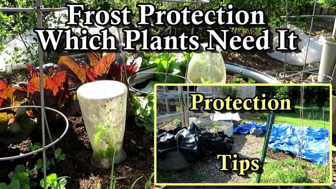 Gary Pilarchik: Which Garden Plants Can Take a Frost & Which Plants Need Frost Protection: Frost Protection Tips Which Garden Plants Can Take a Frost & Which Plants Need Frost Protection: Frost Protection Tips