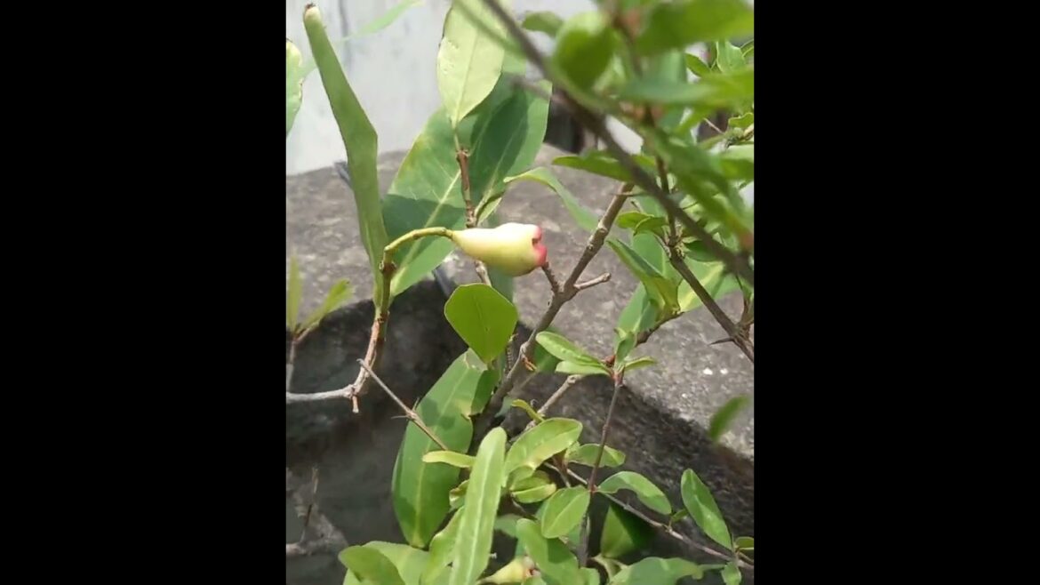 Rooftop garden overview | ছাদে ফল বাগান | Rooftop Garden Design | Vegetable on rooftop garden #vlog