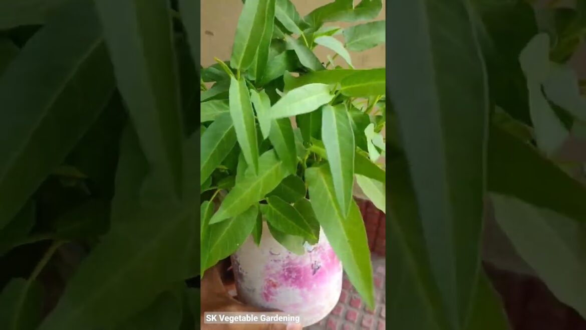 Water Spinach Growing in Mug #shorts #gardening #gardenscapes #waterspinach