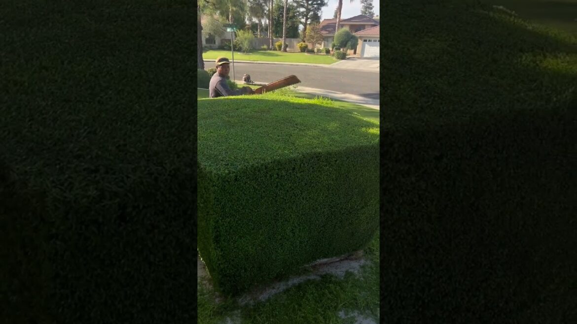 cuando mama me dice cortante el pelo bien. corto cuando mama me dice cortante el pelo bien. corto