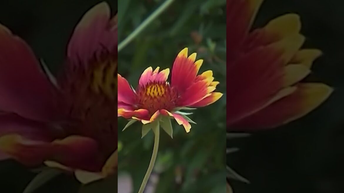 Pollinator Garden Glory | Volunteer Gardener Pollinator Garden Glory | Volunteer Gardener
