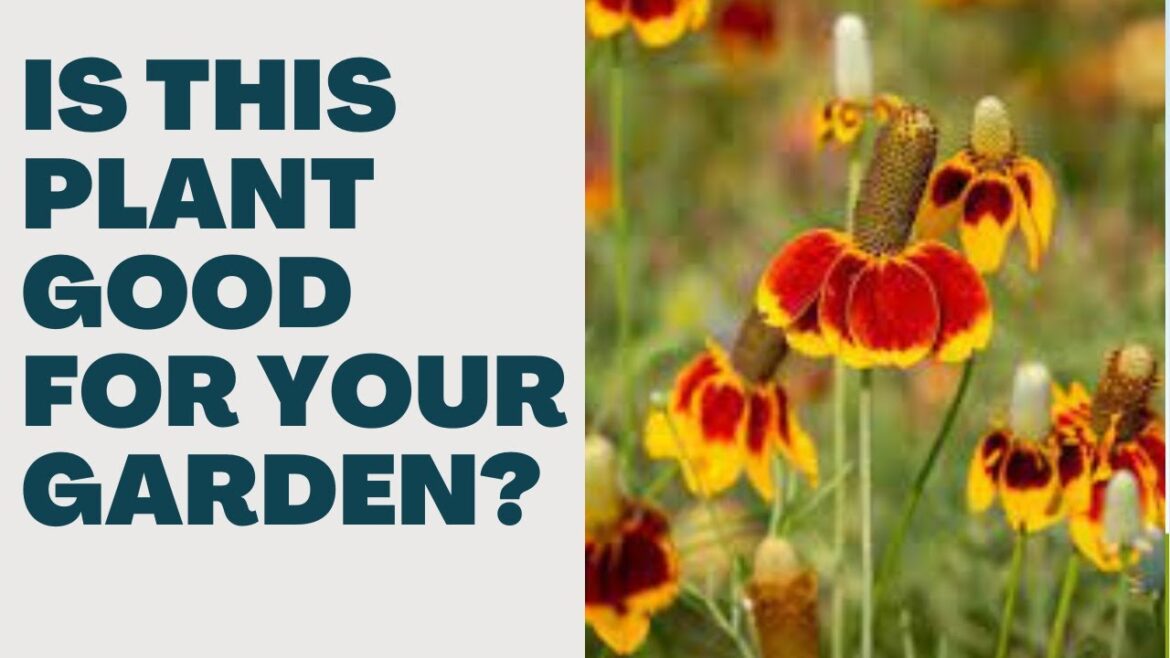 2023 Spring Garden Planting | Episode 3 - Mexican Hat Flower