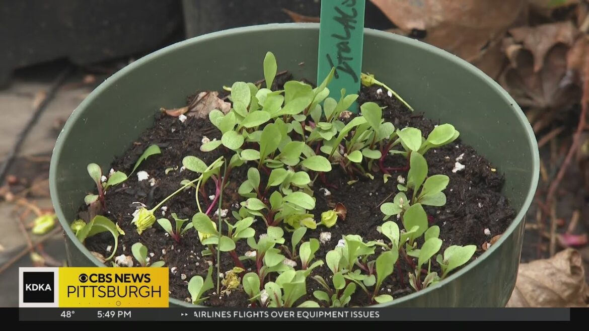 The benefits of dandelions