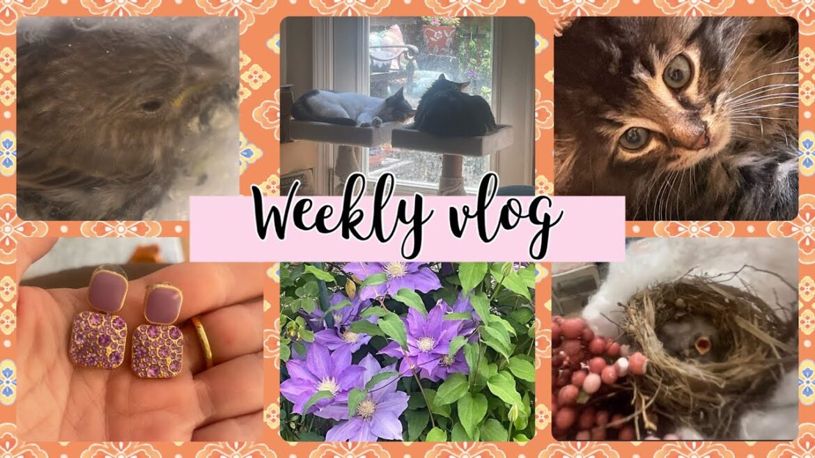 Weekly vlog feathered and furry friends! #weeklyvlog, #gardening,