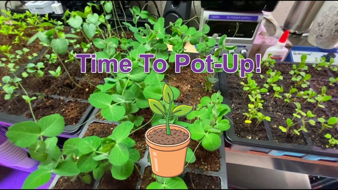 Time To Pot-Up! Time To Pot-Up!