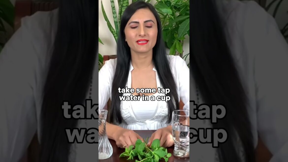 How Can You Grow From Grocery store Mint At home  #mint #propagation #houseplant #gardening #herbs