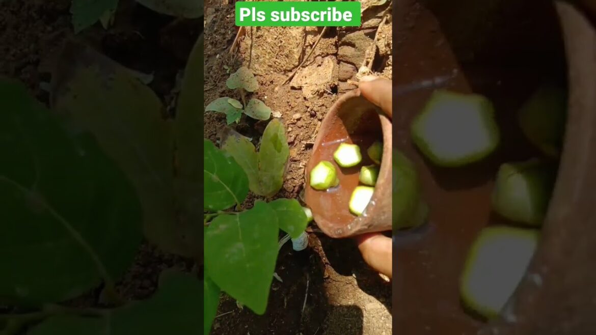 அப்படியா😳😳 #shorts #shortsfeed #gardening #gardentips #ytshorts #yt #short #viral #ytshorts #ytshort அப்படியா😳😳 #shorts #shortsfeed #gardening #gardentips #ytshorts #yt #short #viral #ytshorts #ytshort