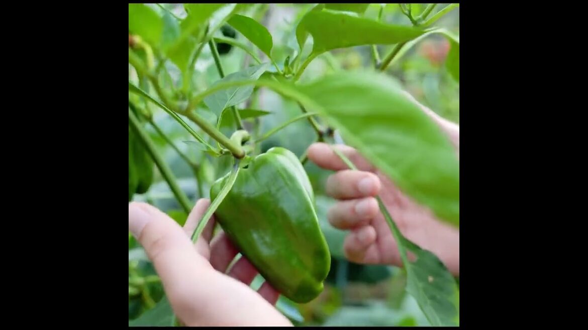 Grow Herbs, Vegetables, Fruit in Raised Bed Garden Grow Herbs, Vegetables, Fruit in Raised Bed Garden