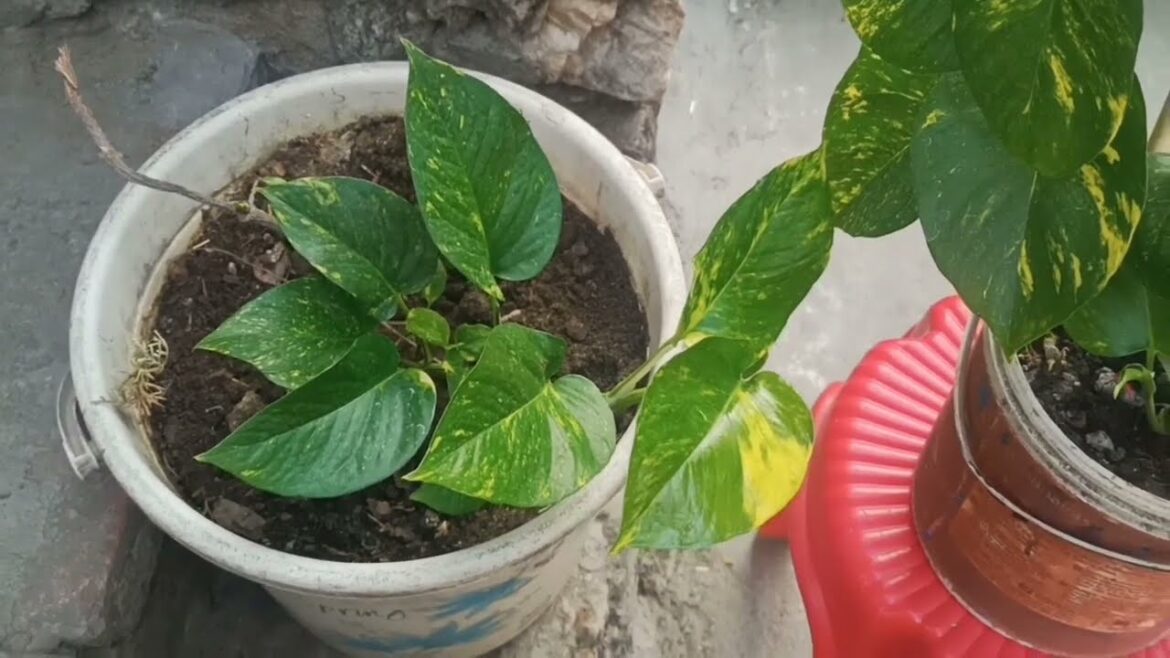 Money Plant ki SUMMER mai dekhbhal kaise kare | TIPS and Hacks for Money Plant | Divya Garden Money Plant ki *SUMMER* mai dekhbhal kaise kare | TIPS and Hacks for Money Plant | Divya Garden