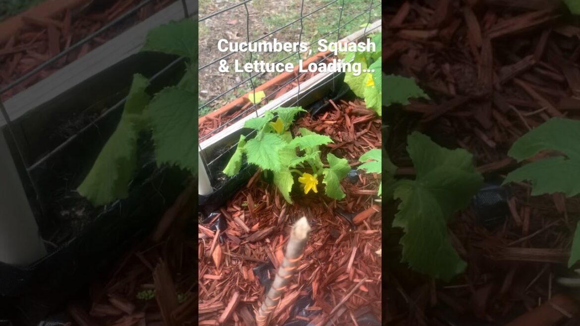 Companion Planting: Lettuce & Cucumber