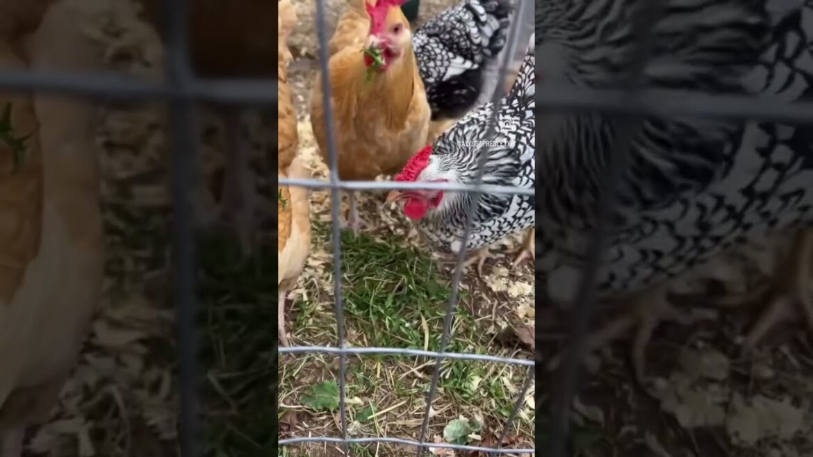 Why I Don't Kill Weeds in my Yard! #backyardfarm #urbanchickens #microhomestead
