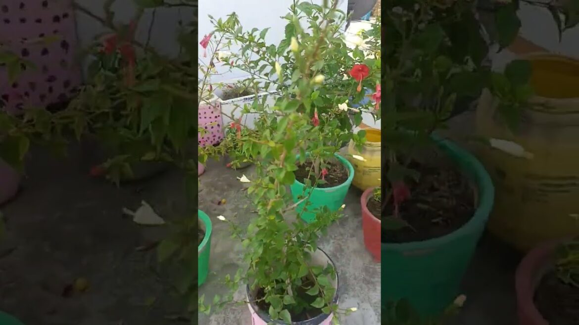 hibiscus flowers #shorts #viral #youtubeshorts #garden #nature #gardening #naturelovers# overview hibiscus flowers #shorts #viral #youtubeshorts #garden #nature #gardening #naturelovers# overview