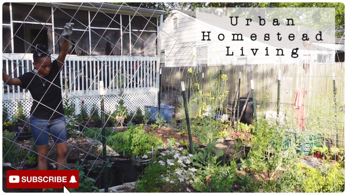 Urban Homestead Living | Getting Everything Done | Planting | Trellises (Chickens At The End) Urban Homestead Living | Getting Everything Done | Planting | Trellises (Chickens At The End)