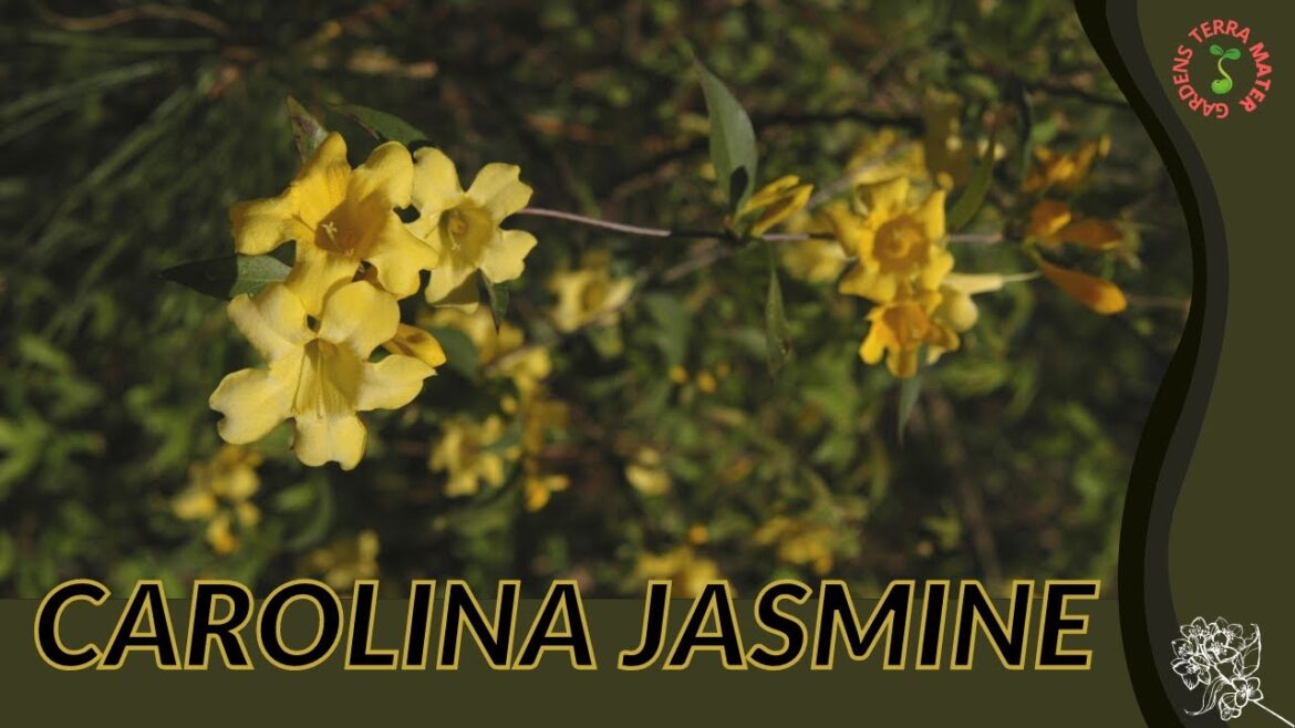 CAROLINA JASMINE Information and Growing Tips! (Gelsemium sempervirens) CAROLINA JASMINE Information and Growing Tips! (Gelsemium sempervirens)